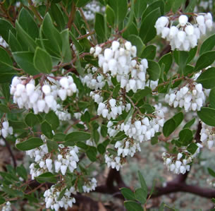Drought Tolerant